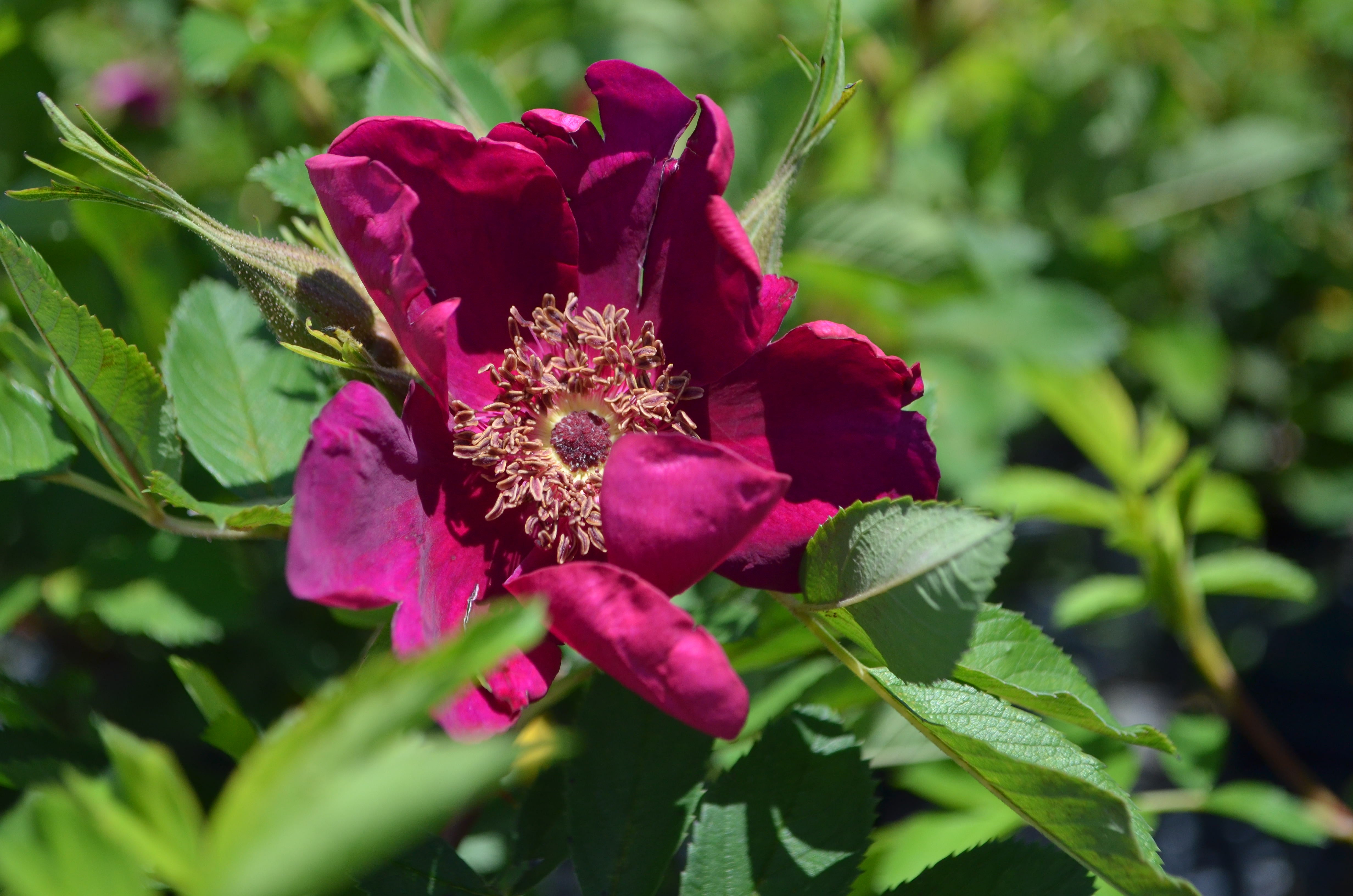 Basye's Purple Rose – Antique Rose Emporium