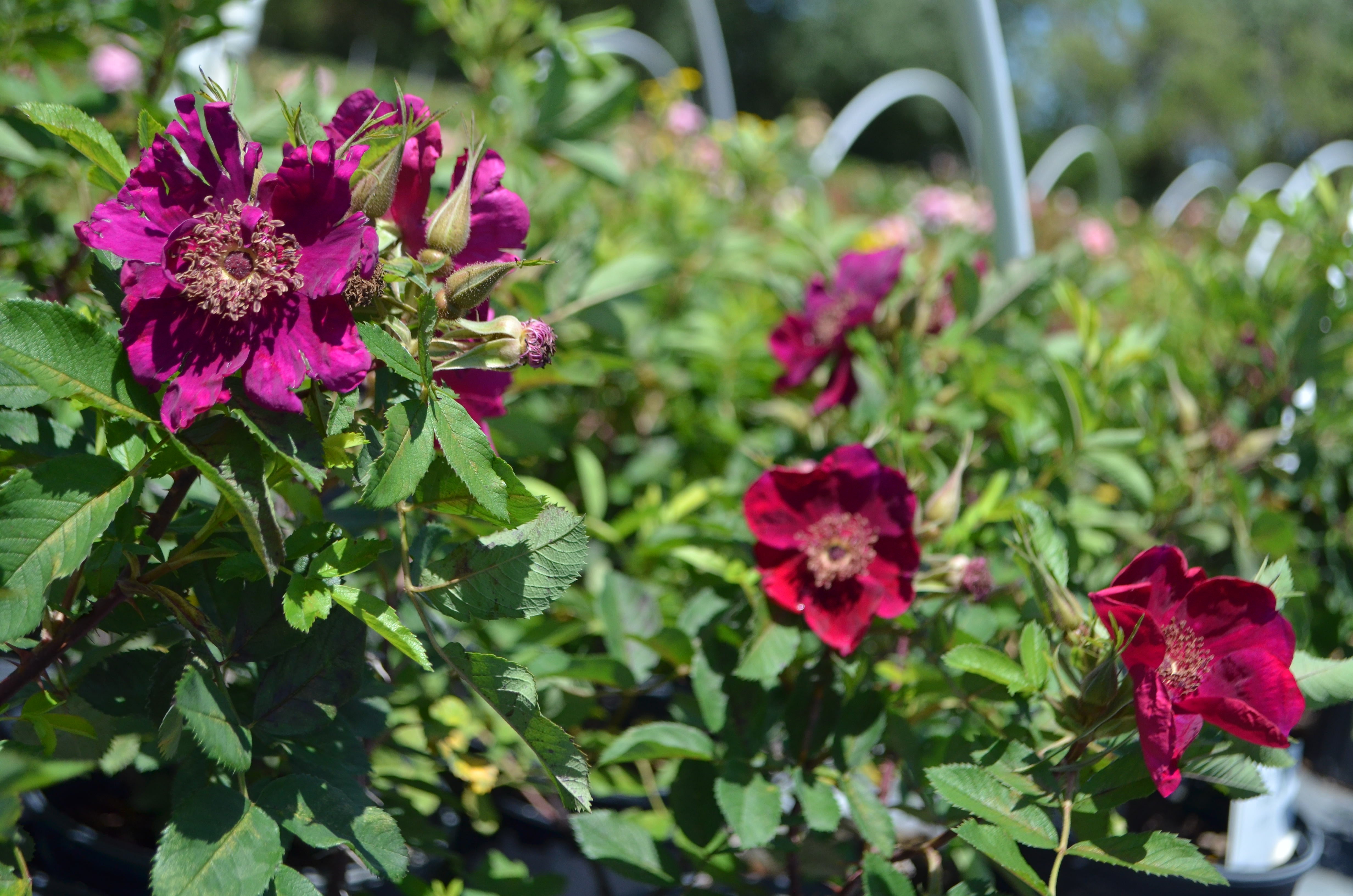 Basye's Purple Rose – Antique Rose Emporium