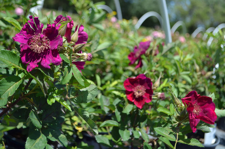 Basye's Purple Rose