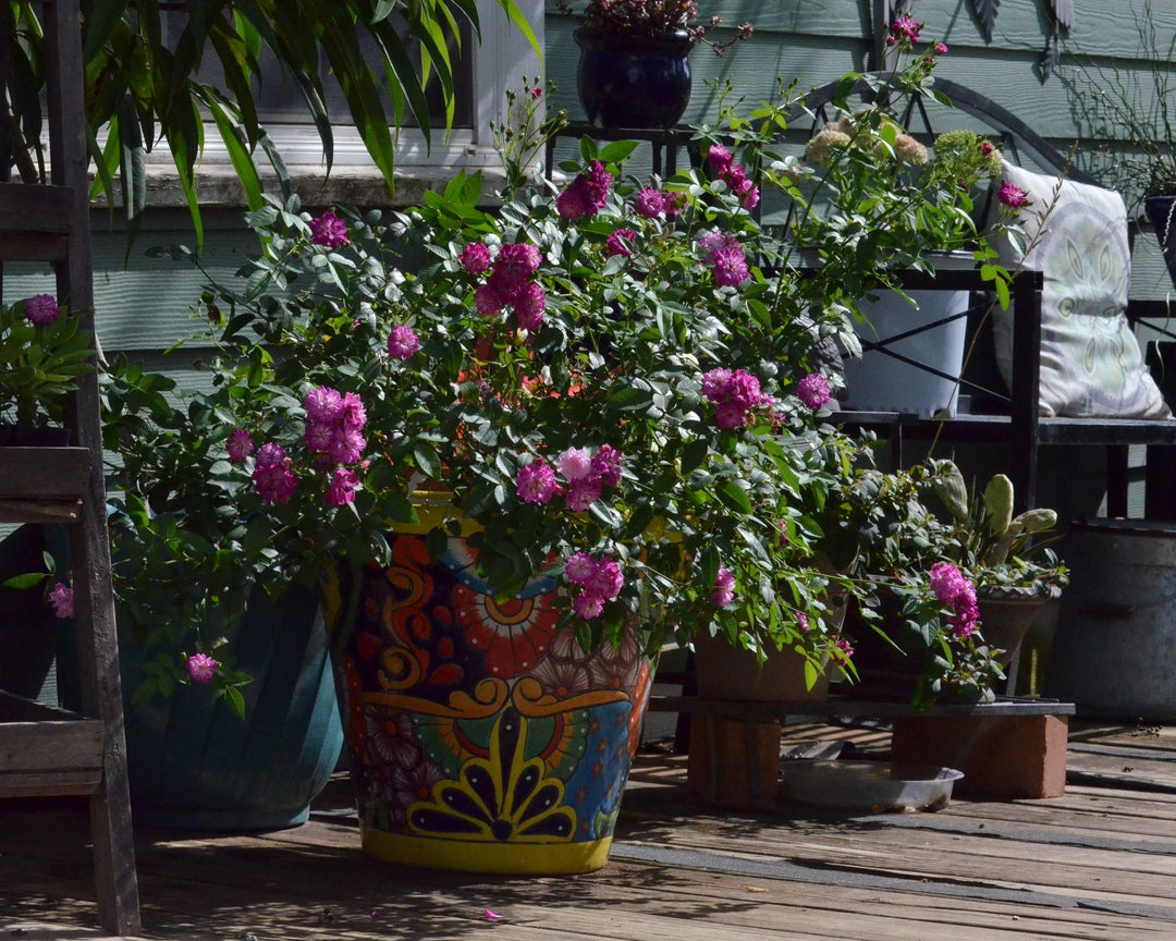 Uplifting Porch Rose Bundle