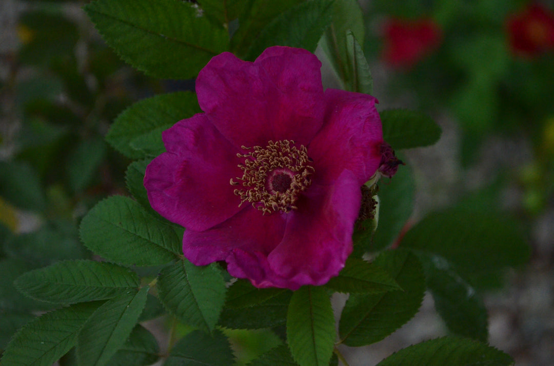 Basye's Purple Rose