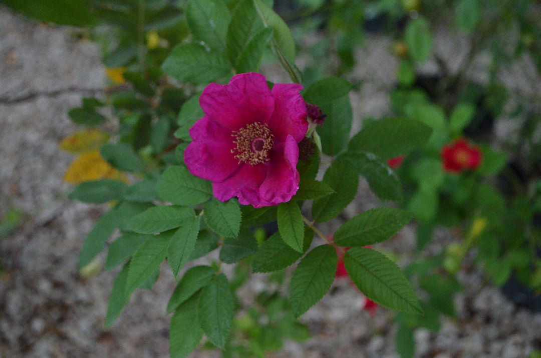 Basye's Purple Rose