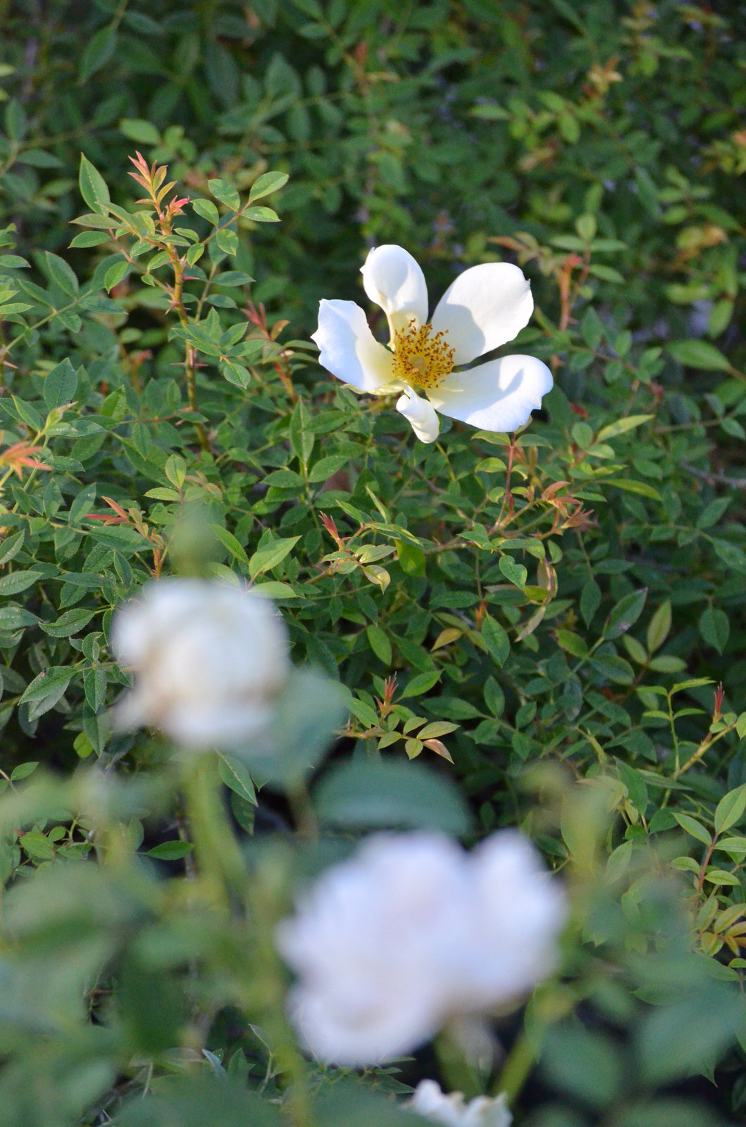 Happenstance