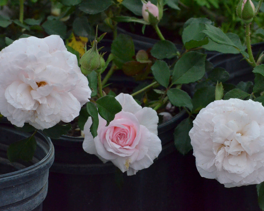 Glass Slipper™ | Pink Rose with Mild Fragrance – Antique Rose Emporium