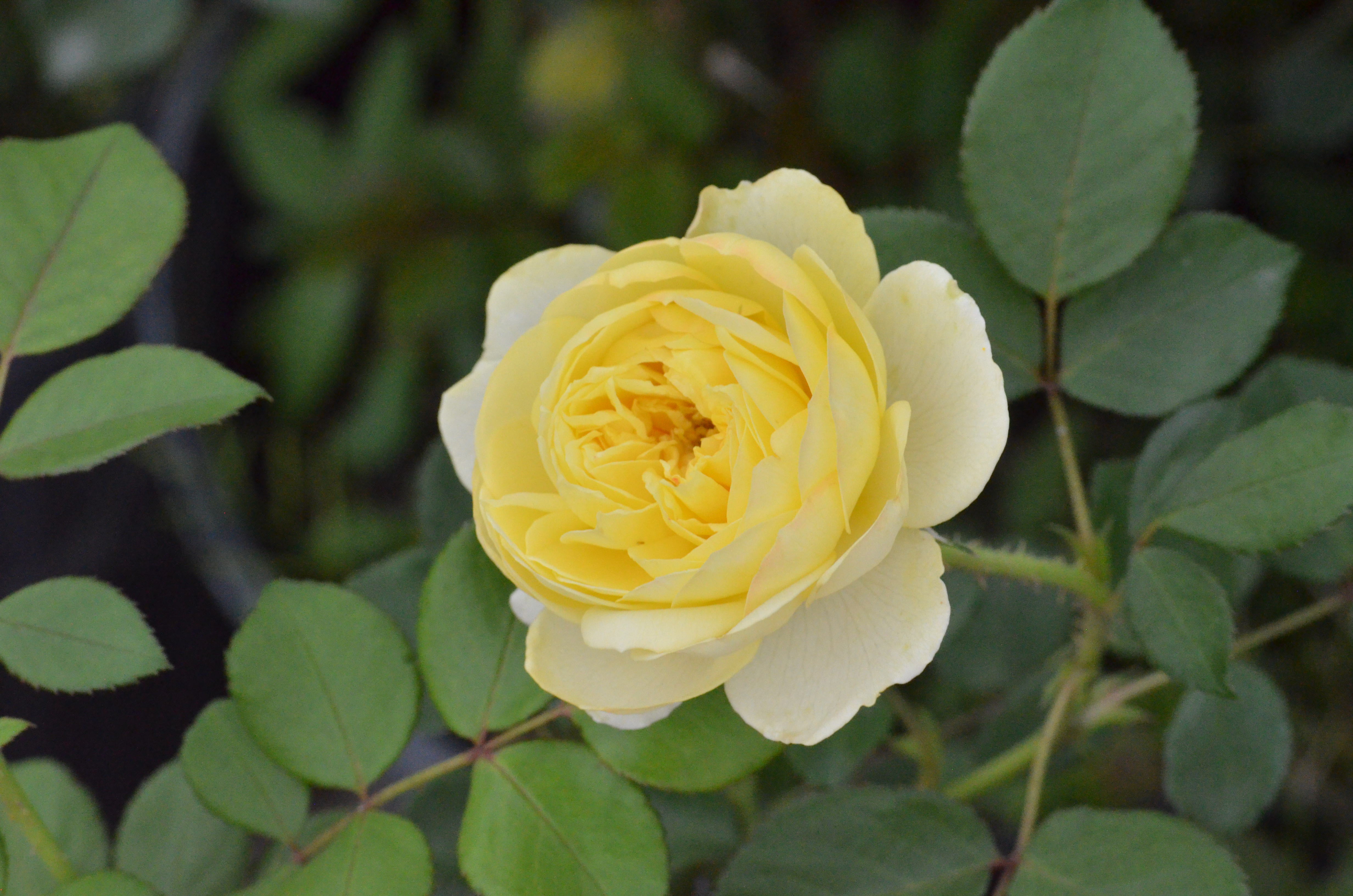 ローズ&ハーブ Zone 4 – Antique Rose Emporium