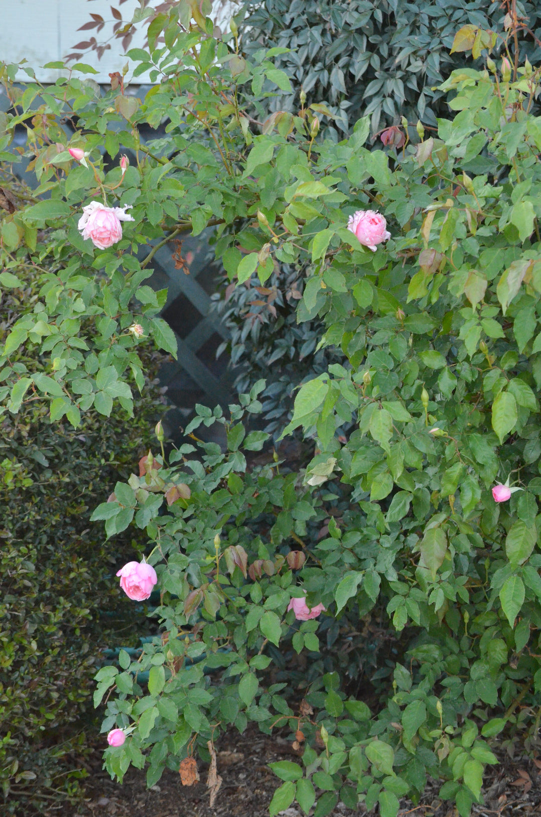 Duchesse De Brabant