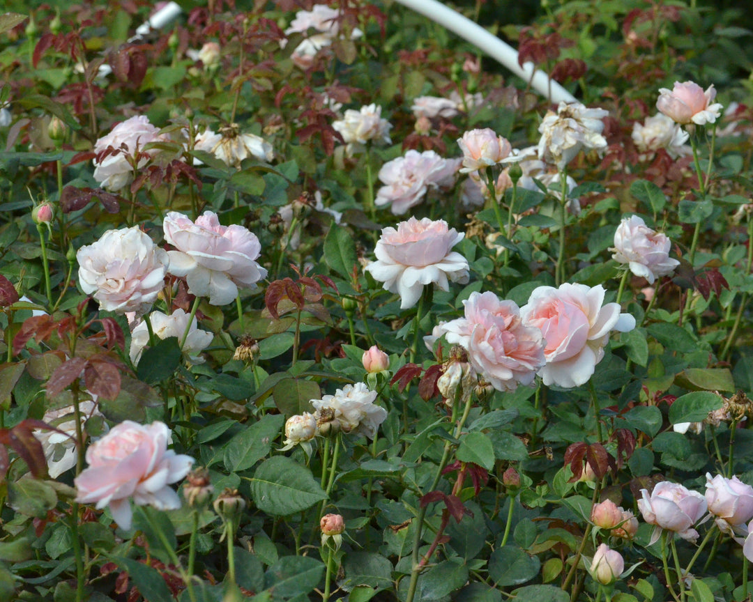 Pink Cut Rose Bundle