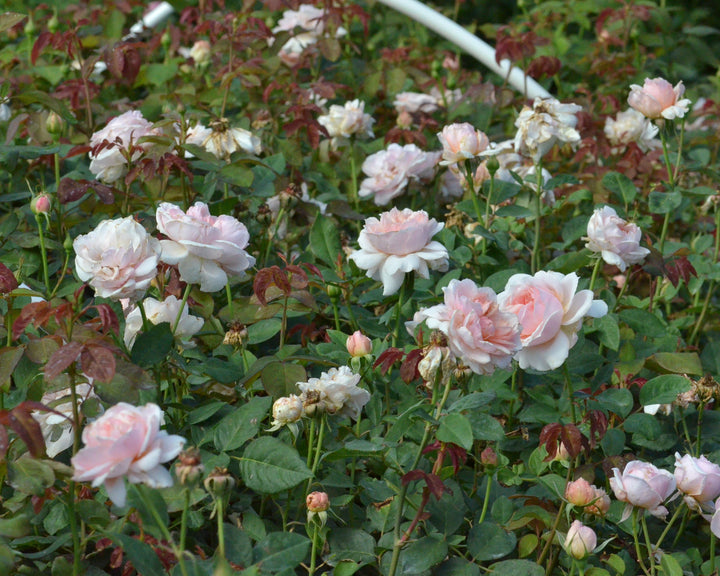Pink Cut Rose Bundle