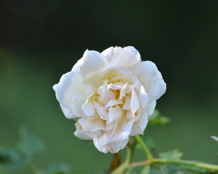 Gold Blush