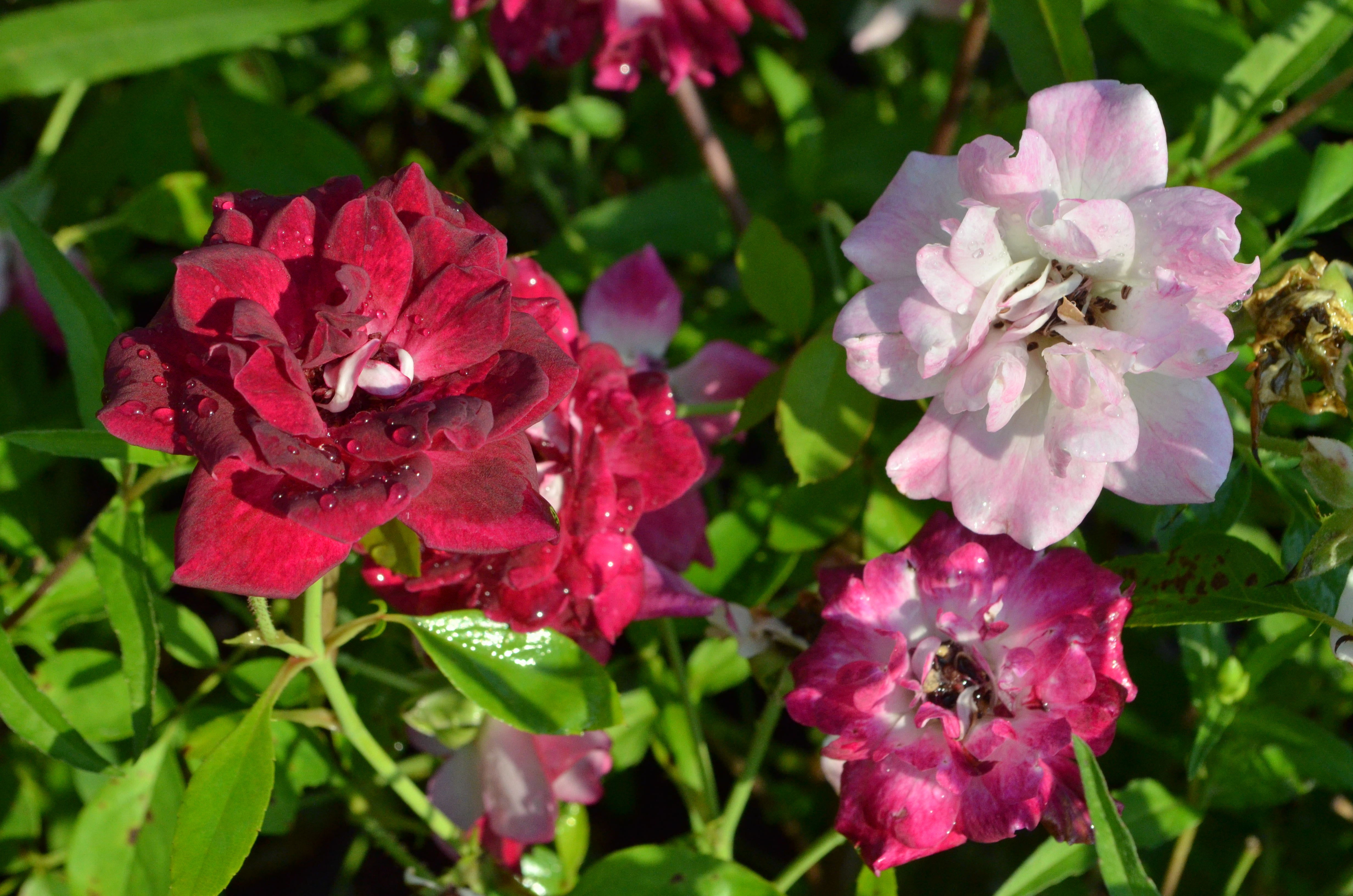 Antique Rose Emporium Iceberg Rose - Thumbnail 3