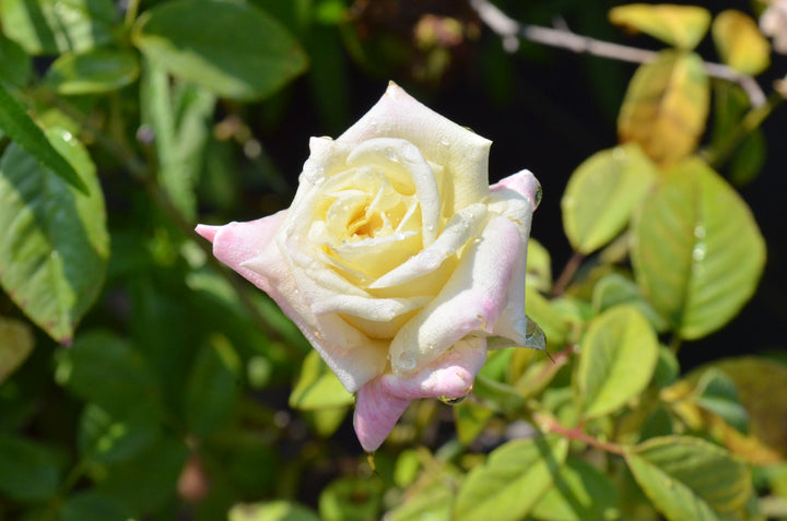 Blumenschmidt
