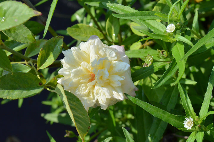 Blumenschmidt