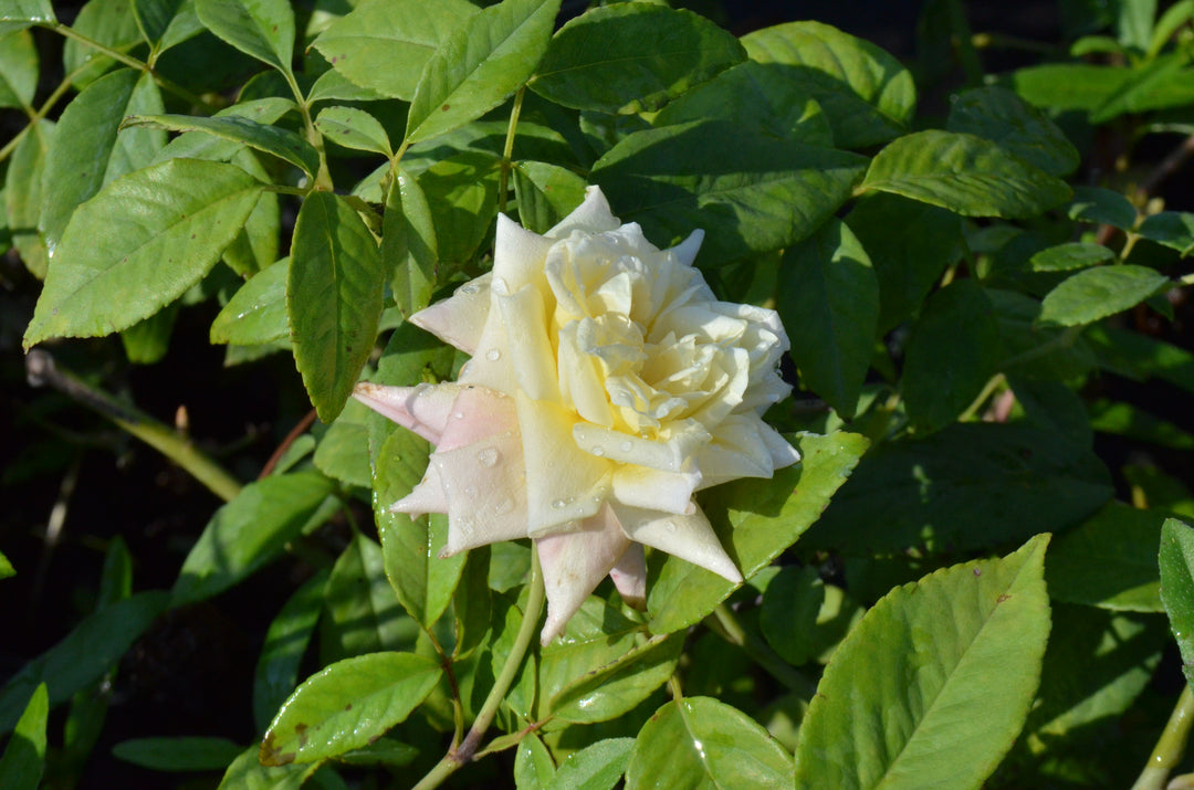 Blumenschmidt