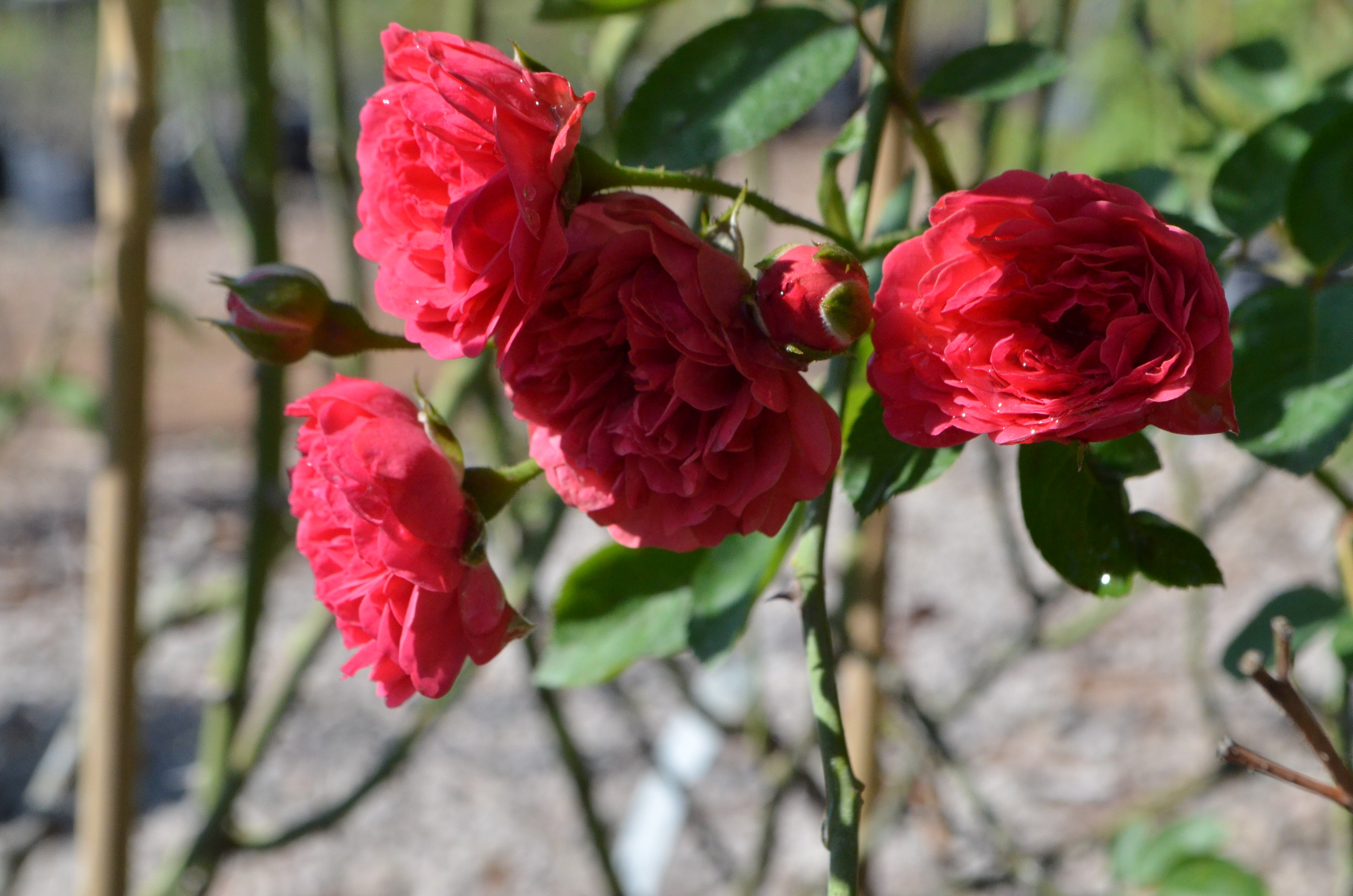 ARABIA エステリ・トムラ ボタニカ \"Rosa polyantha\" ARABIA エステリ・トムラ ボタニカ Rosa polyantha