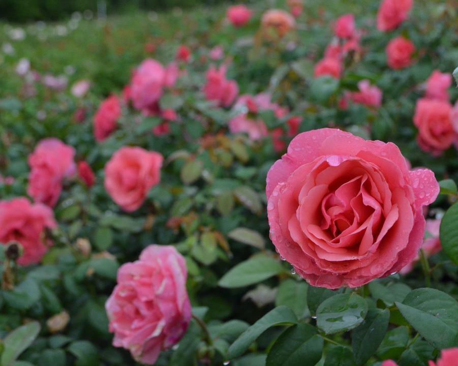 Pink Cut Rose Bundle