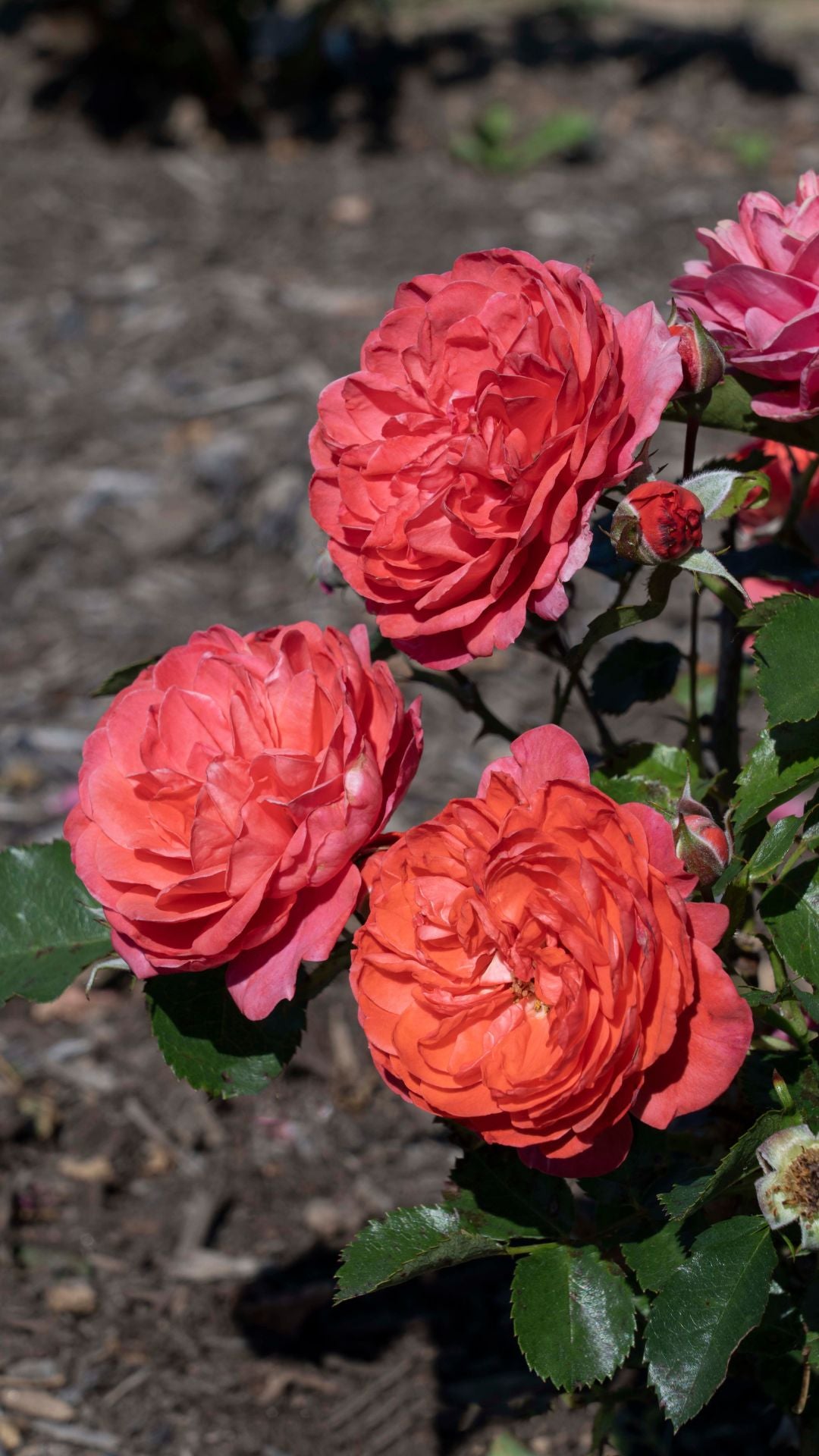 Desert Sky – Antique Rose Emporium