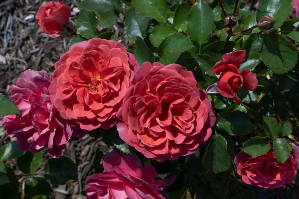 Desert Sky Antique Rose Emporium Desert Sky Antique Rose Emporium
