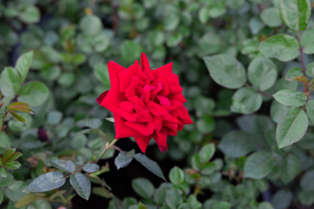 rose bush with single red rose, named Desmond Tutu