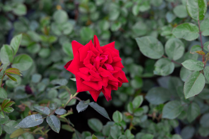 rose bush with single red rose, named Desmond Tutu