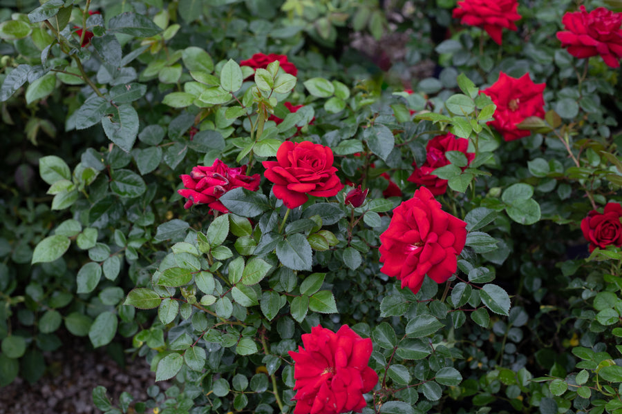 Close up of red rose bush called Desmond Tutu.