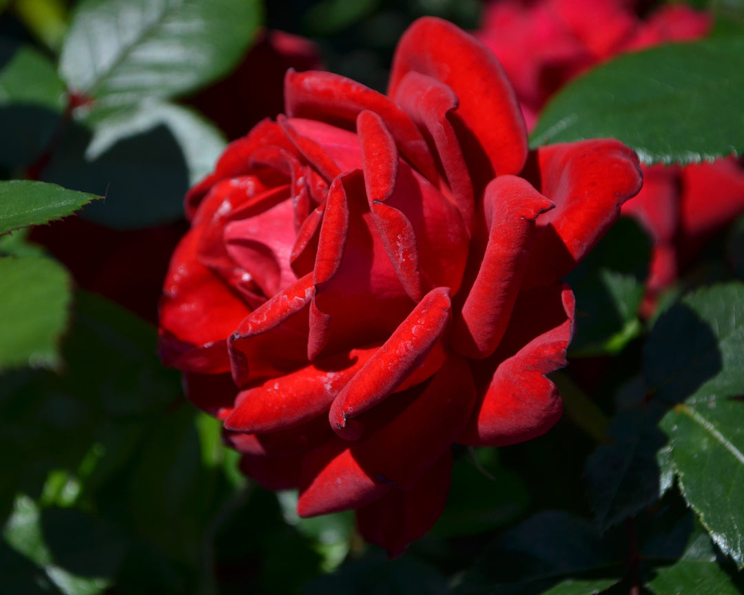 Cut Roses Color Combo Bundle
