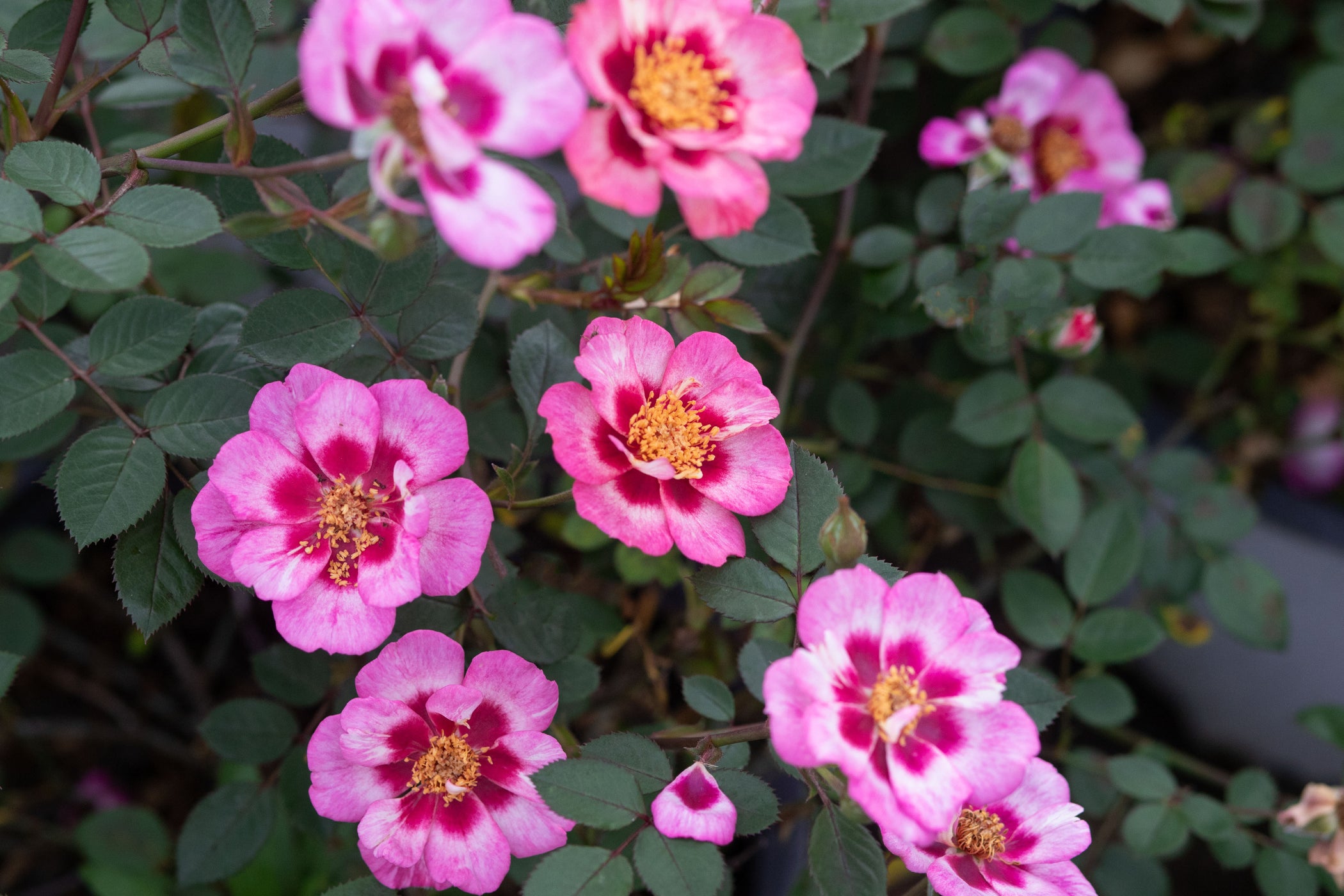 Nearly Thornless Roses — Antique Rose Emporium