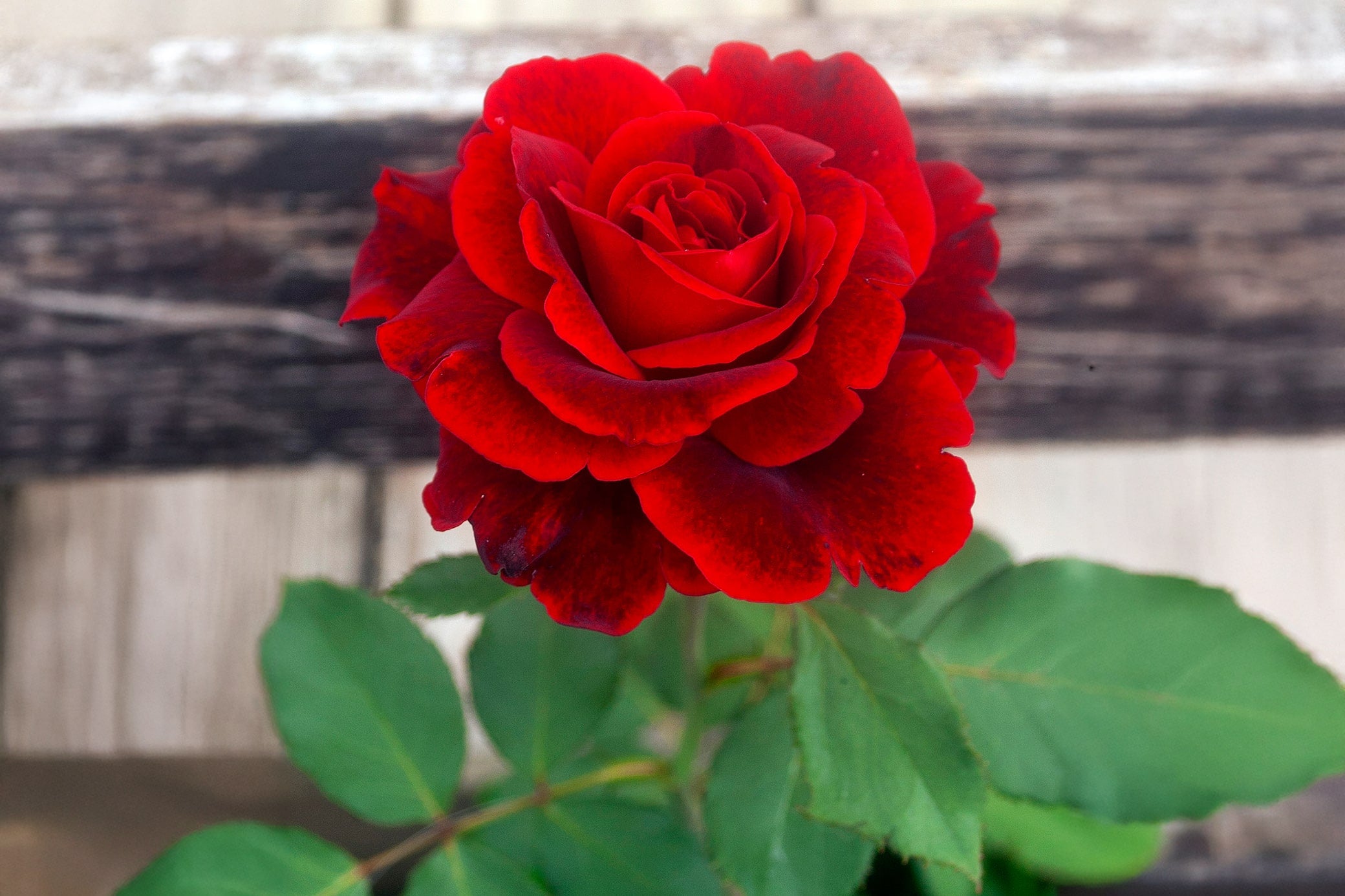 Antique Rose Emporium Don Juan Rose