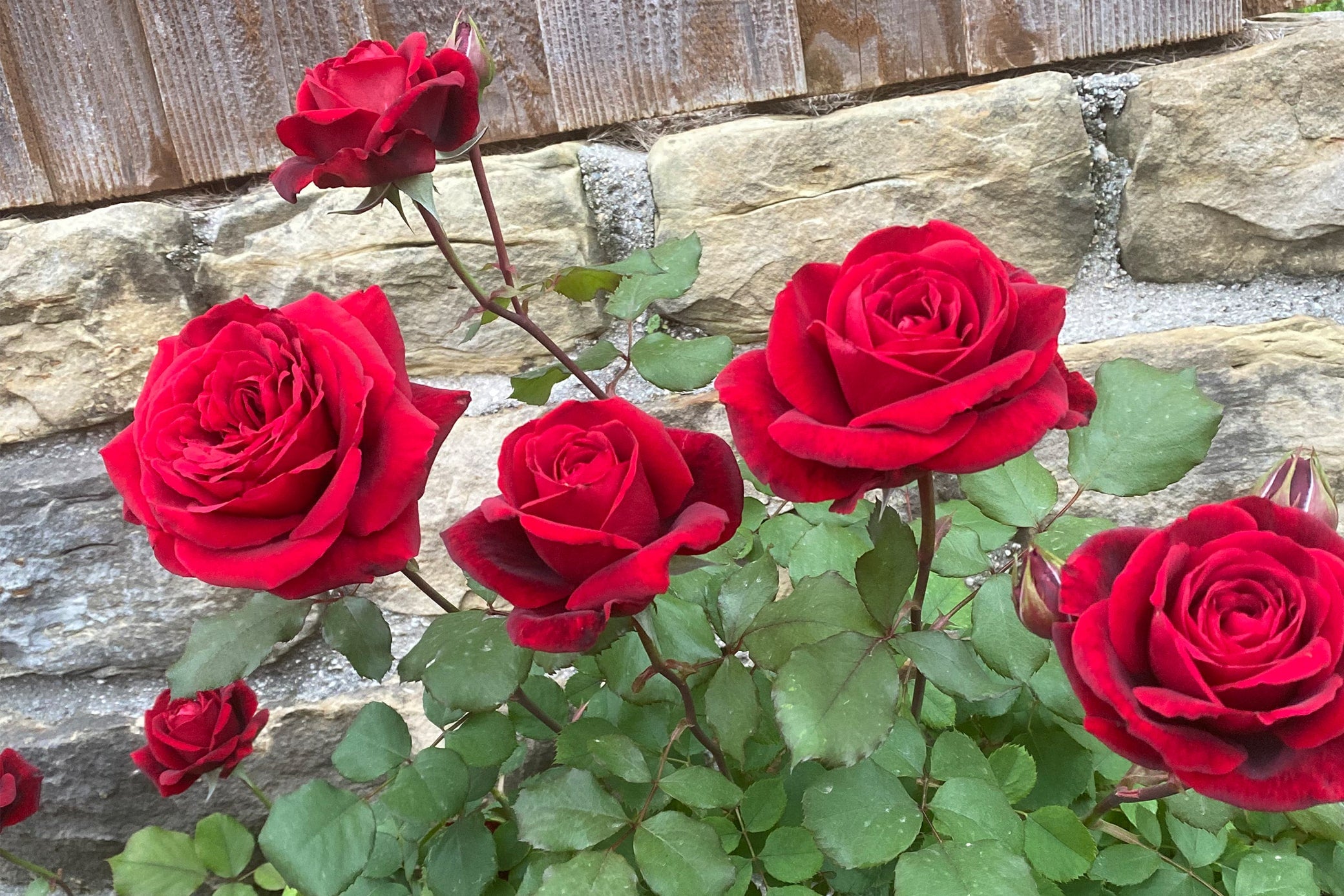 Antique Rose Emporium Don Juan Climbing Rose - Thumbnail 2