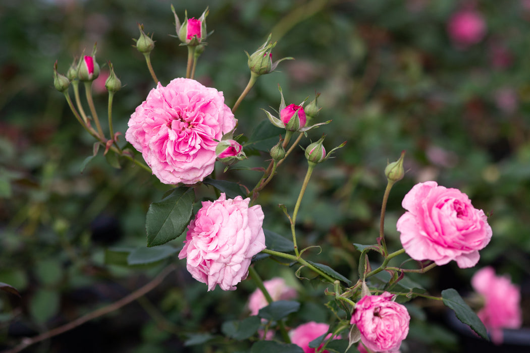 Doreen's Centennial — Antique Rose Emporium
