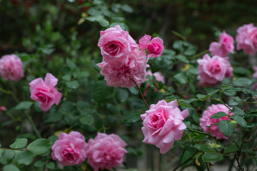 Close up of Doreen Centennial pink roses.