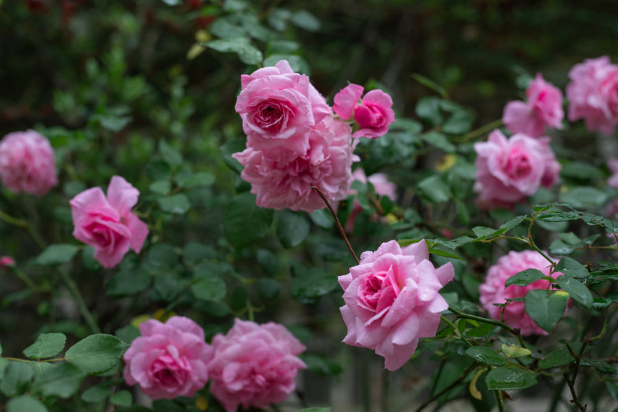 Close up of Doreen Centennial pink roses.