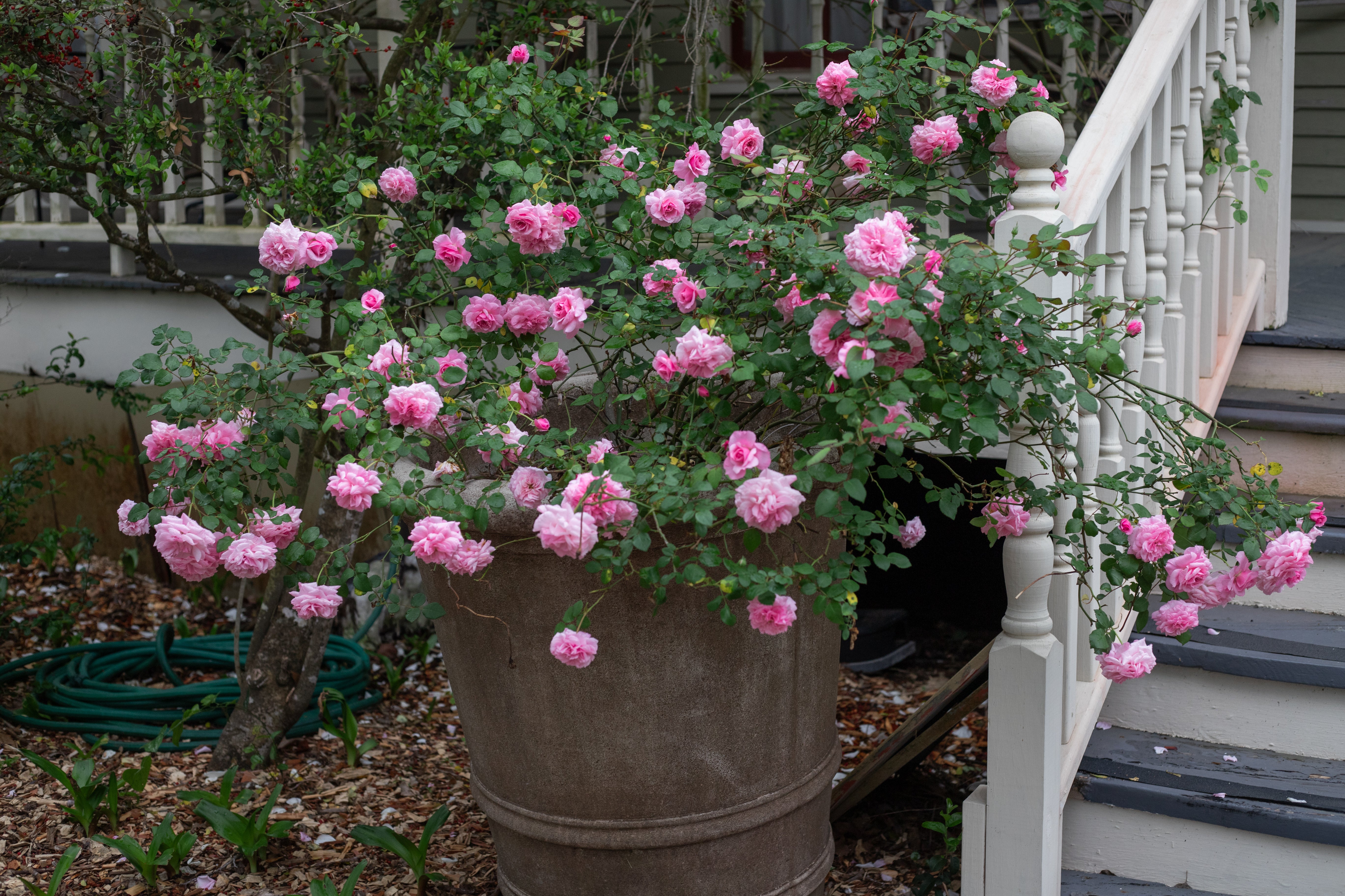 Doreen's Centennial – Antique Rose Emporium