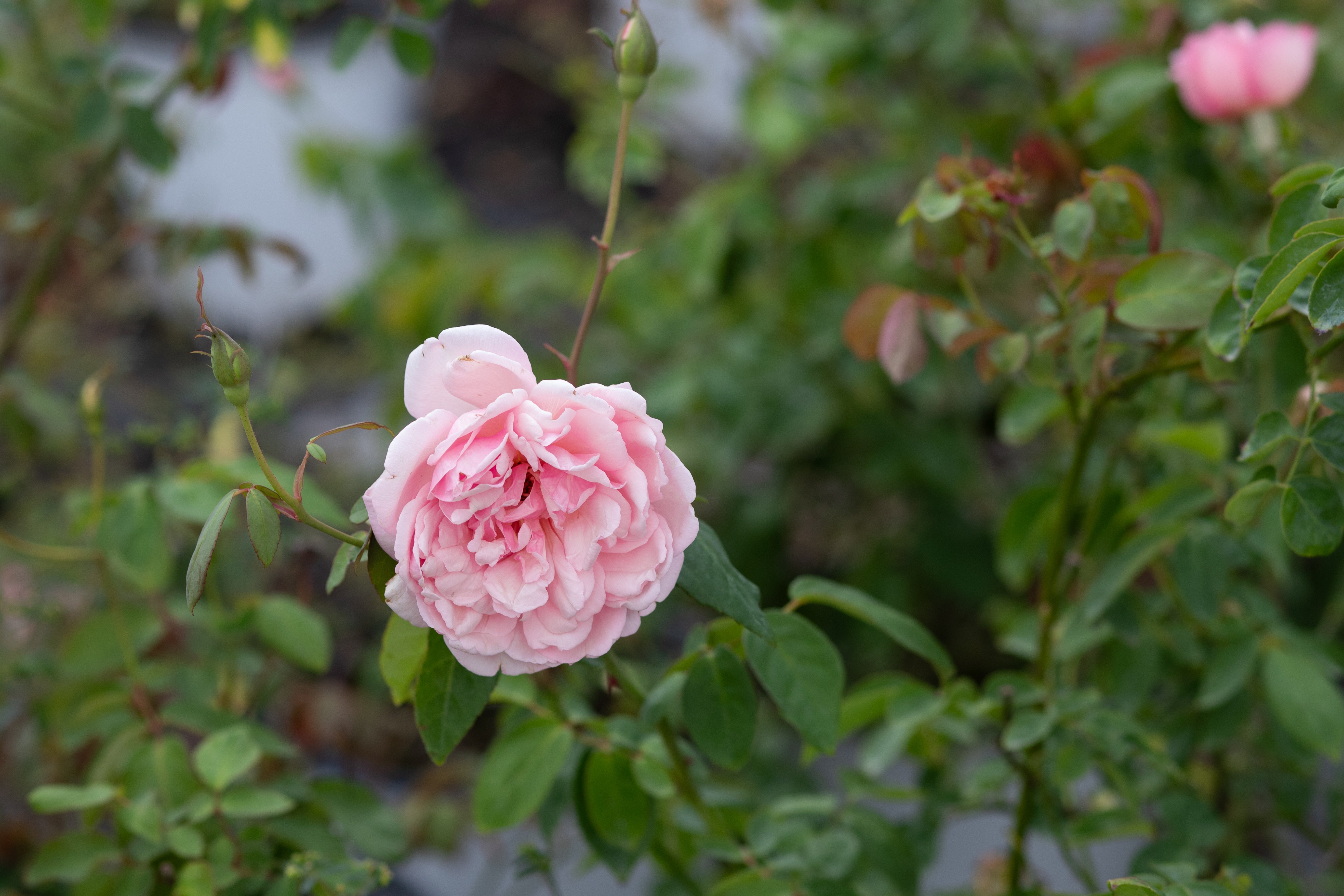 Antique Rose Emporium Duchesse De Brabant