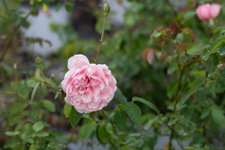 Duchesse De Brabant