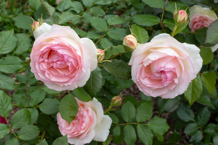 Pink roses and rose buds with green leaves on the bush.