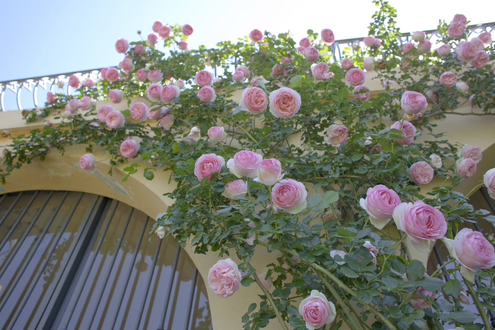 Pink roses climbing over a balcony railing with a clear blue sky in the background.