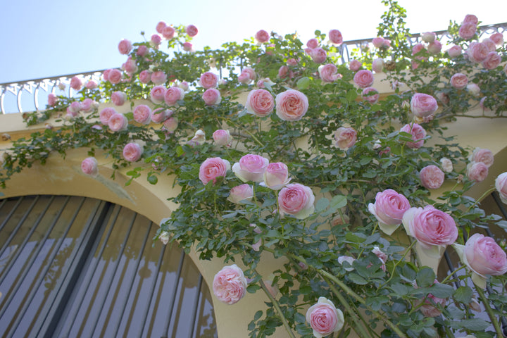 Pink roses climbing over a balcony railing with a clear blue sky in the background.