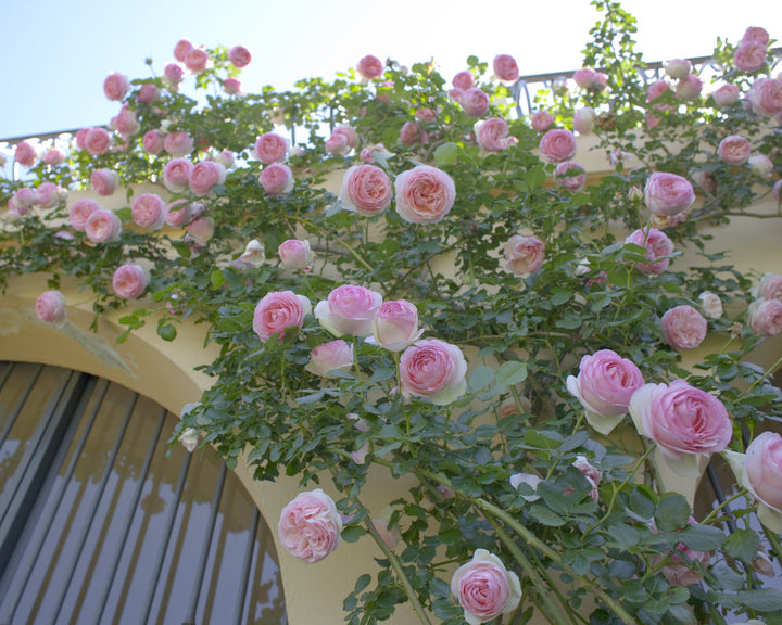 Climbing Cut Rose Bundle