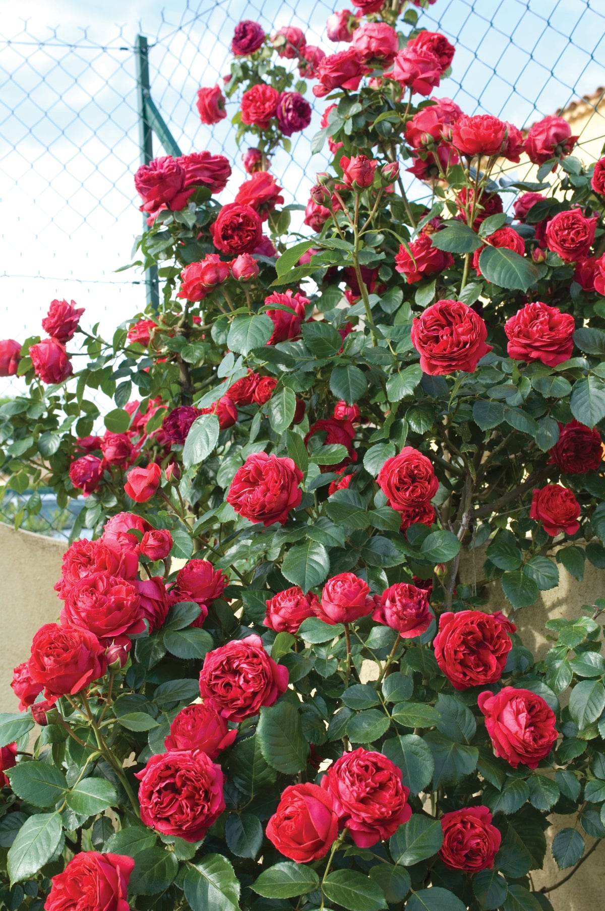 Red Rosen Layer Red Eden Climber® – Antique Rose Emporium