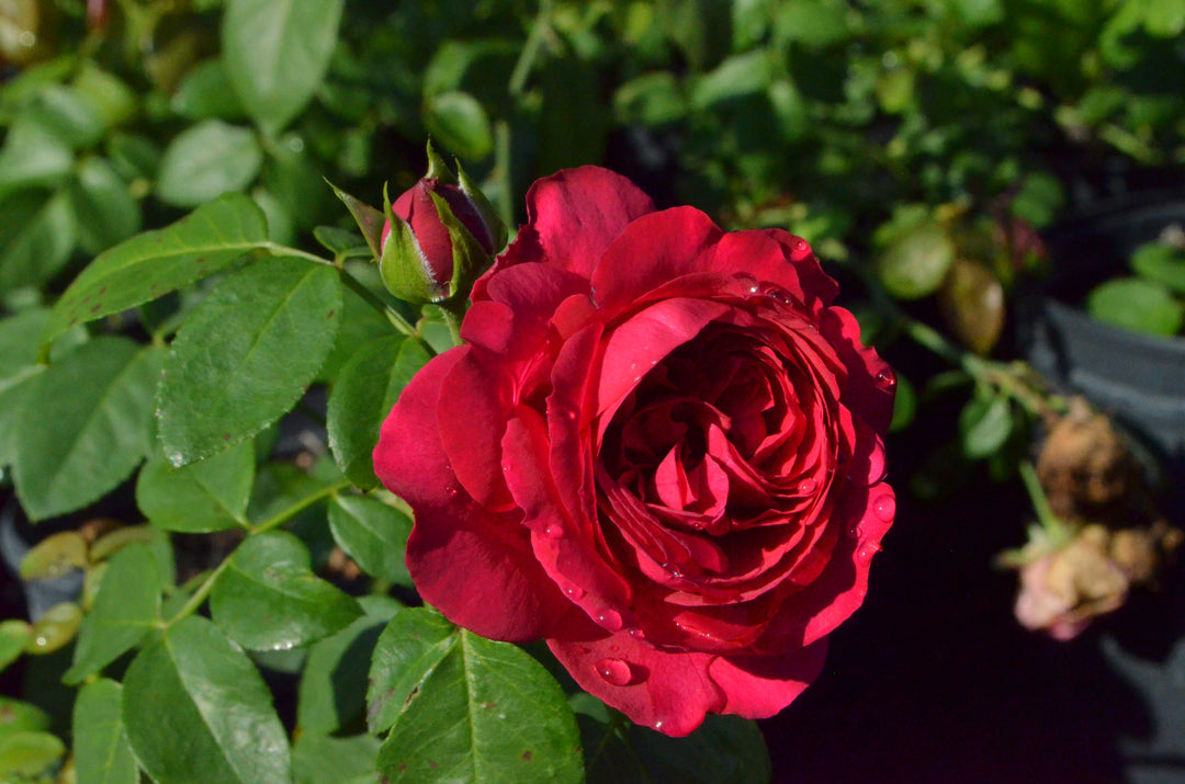 Eden Climber® Red