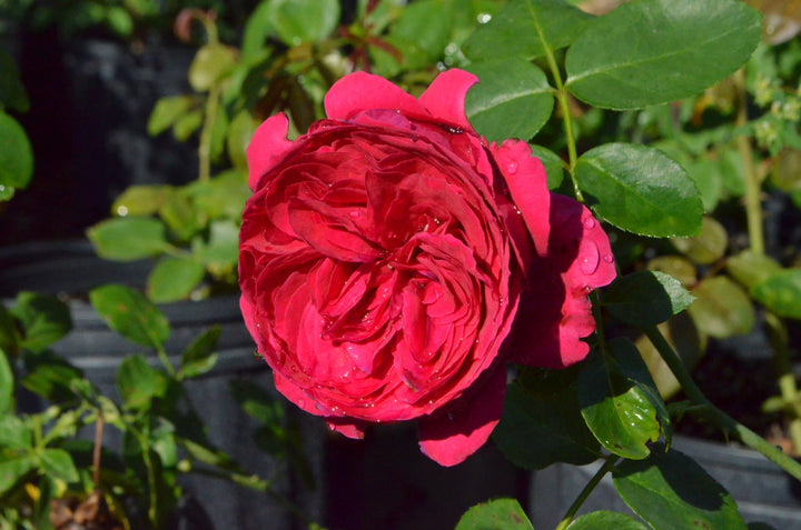 Eden Climber® Red
