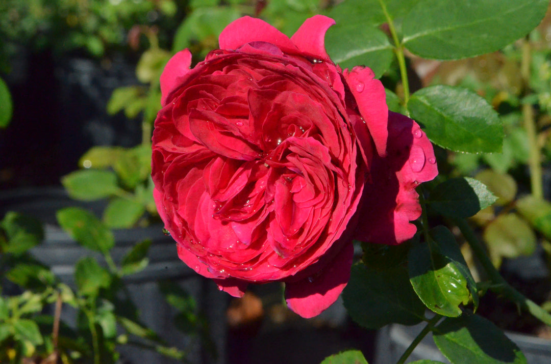 Eden Climber® Red