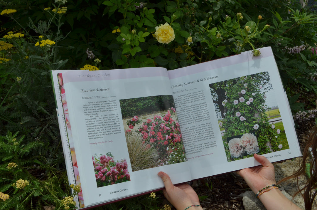 Open coffee table book for rose lovers.