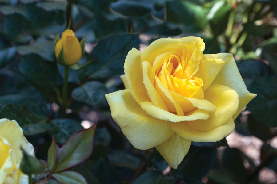 Eternal Flame – Antique Rose Emporium