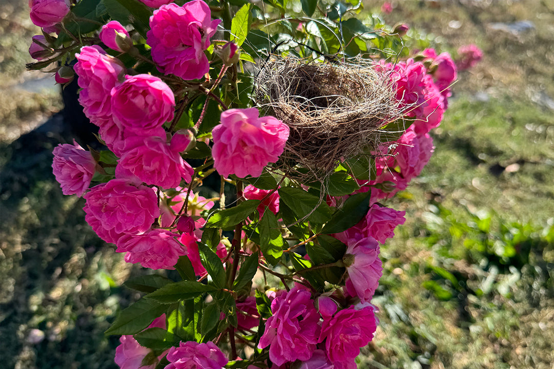 Excellenz Von Schubert – Antique Rose Emporium