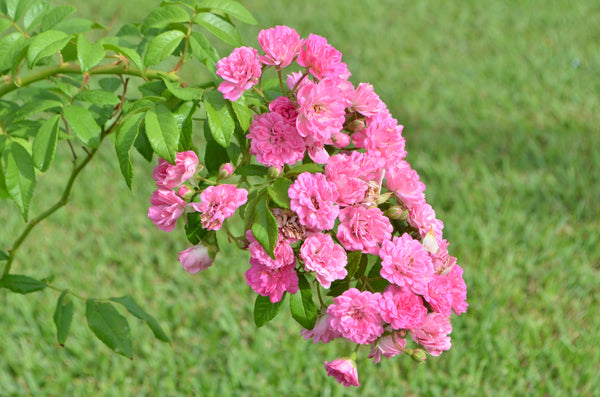 Excellenz Von Schubert – Antique Rose Emporium