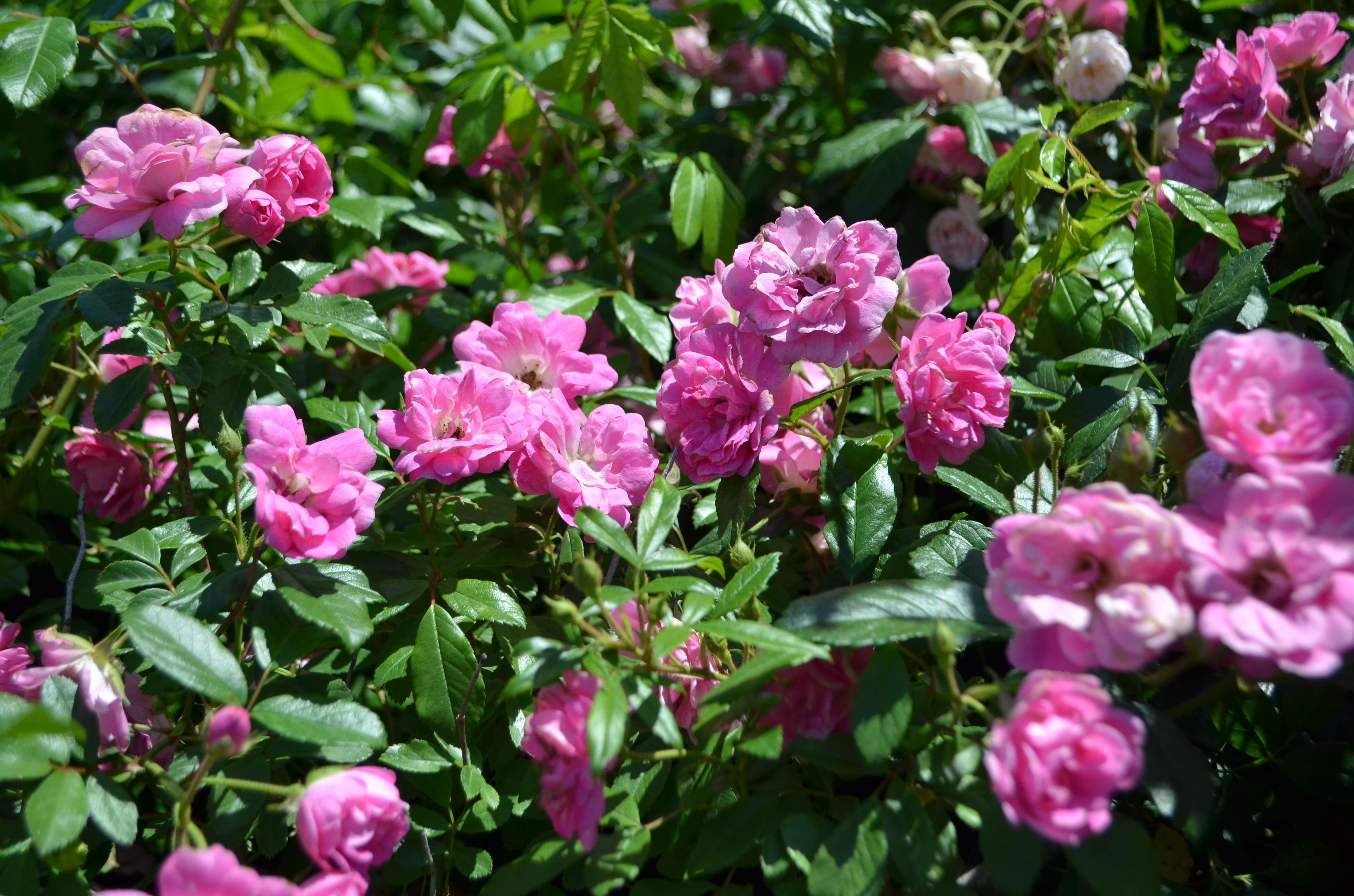 Elisabethan Rose セット Elisabethan Rose セット