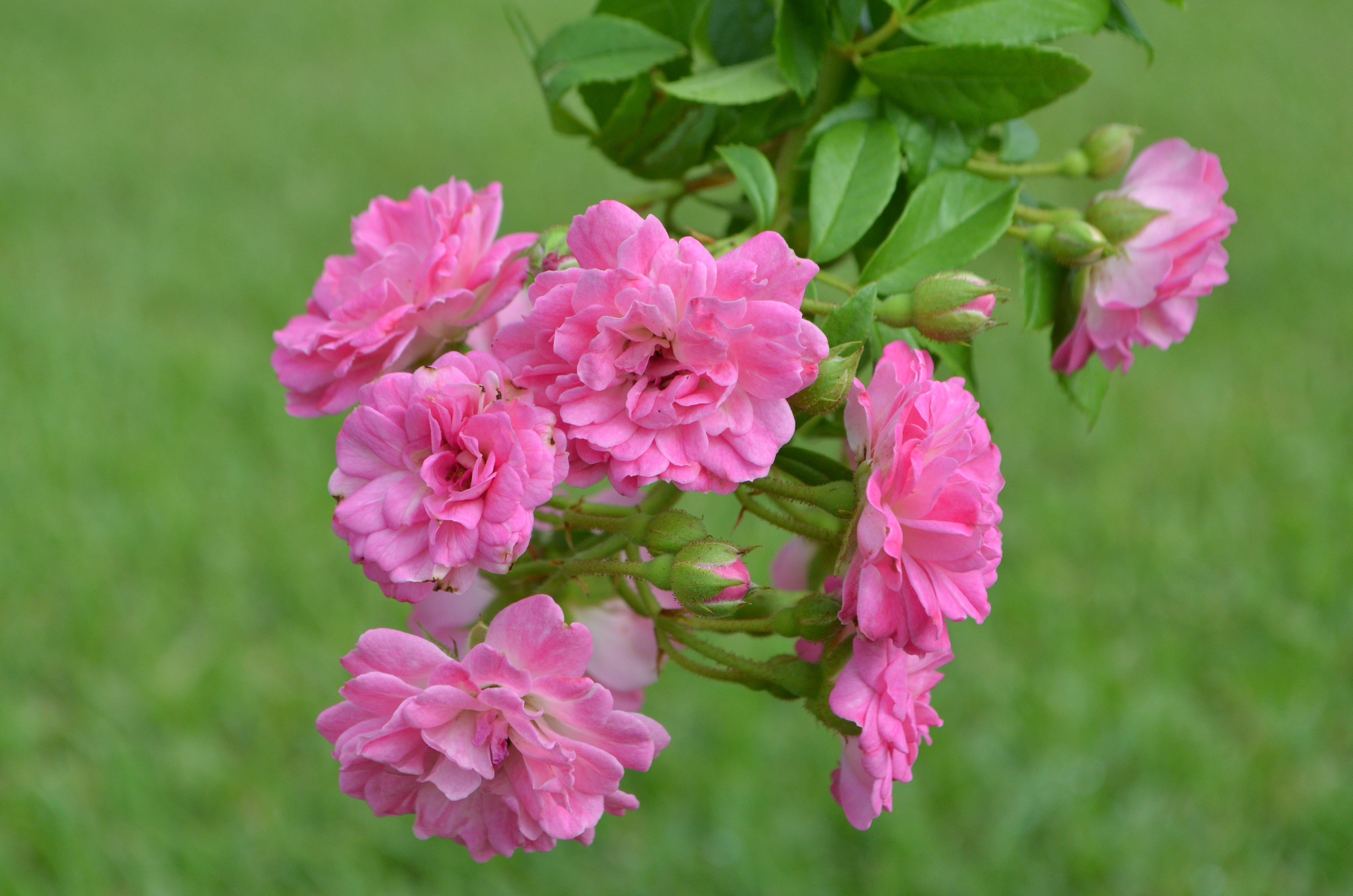 Excellenz Von Schubert – Antique Rose Emporium