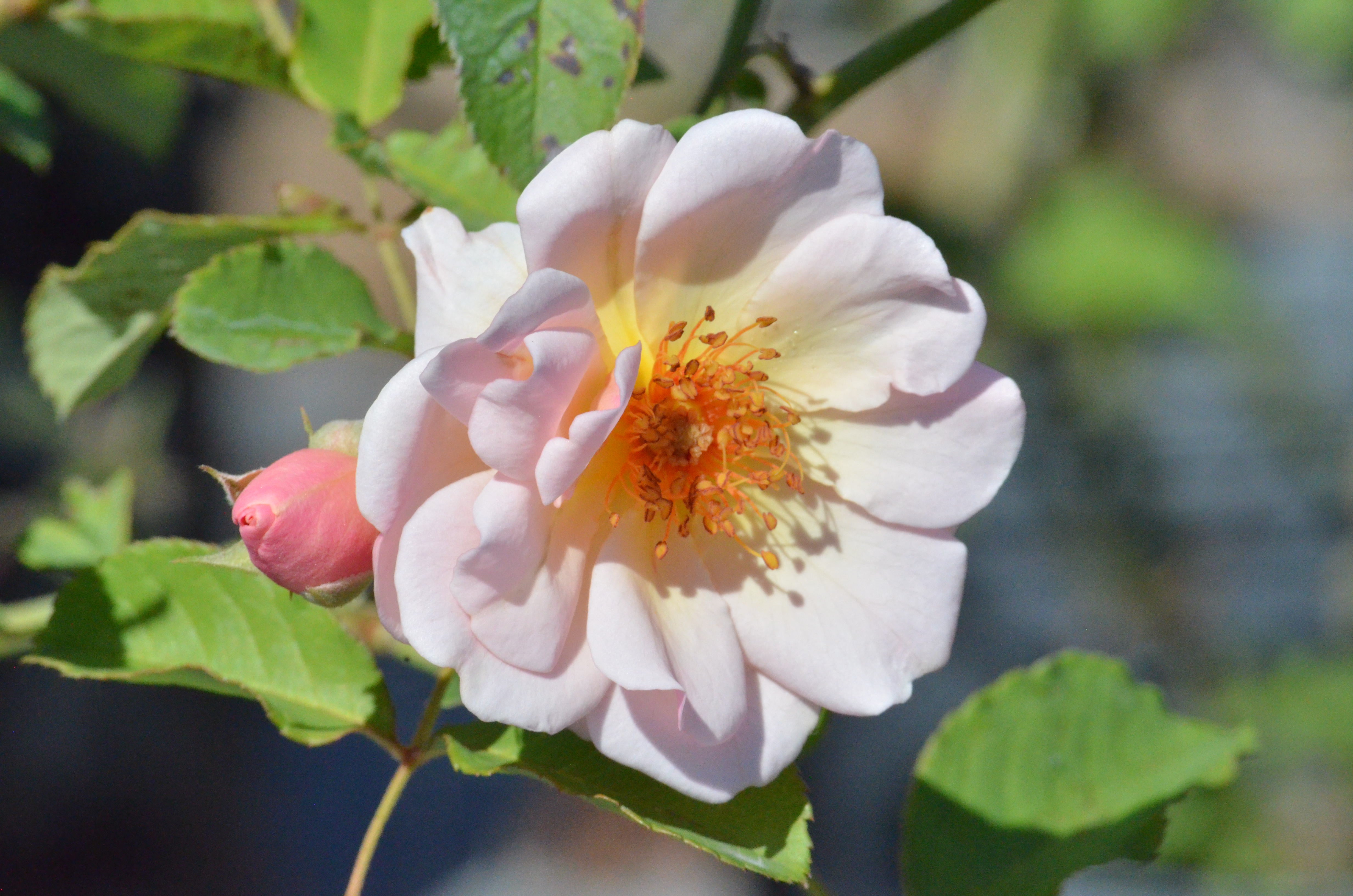 Felicia – Antique Rose Emporium