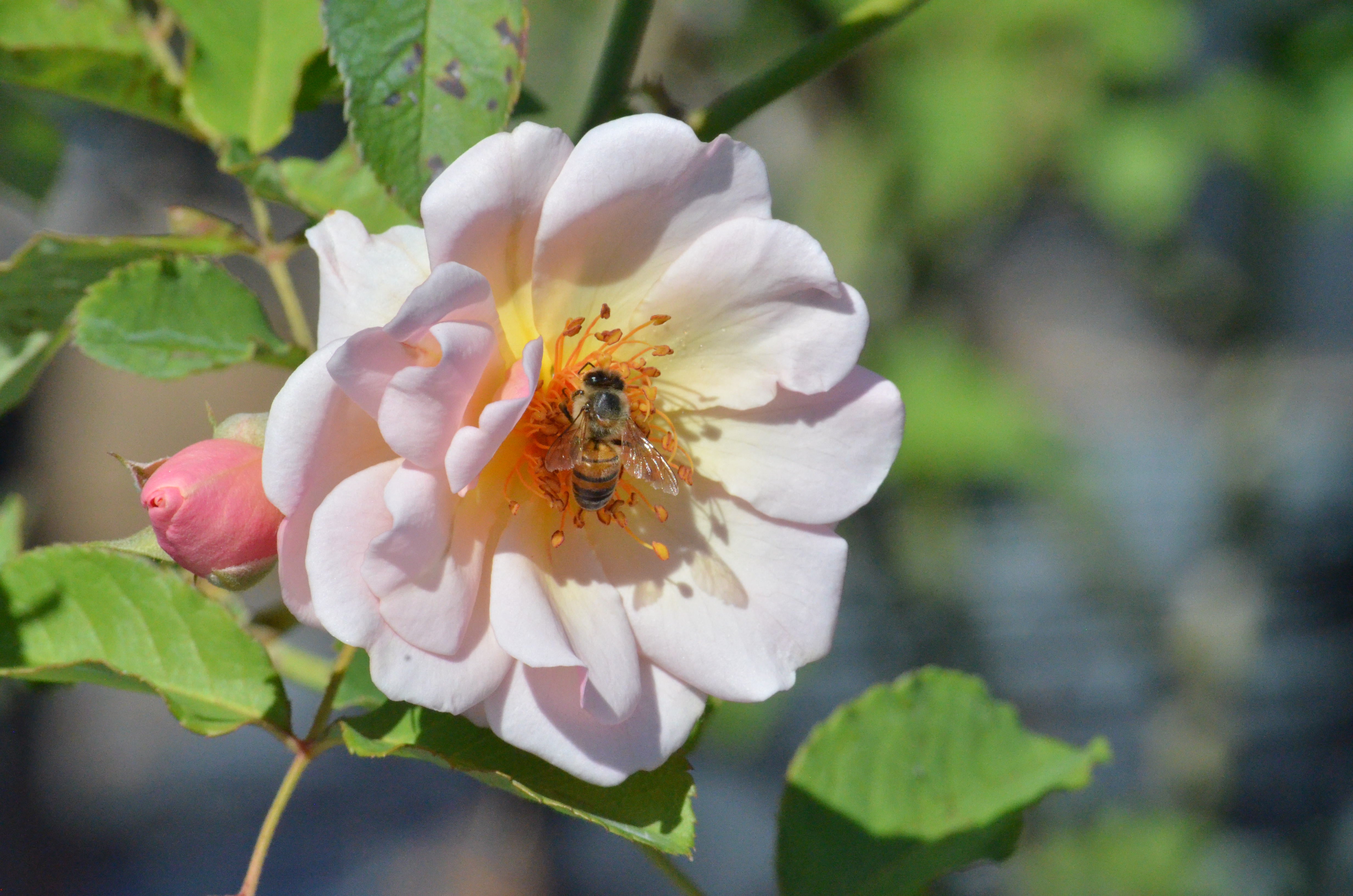 Felicia – Antique Rose Emporium
